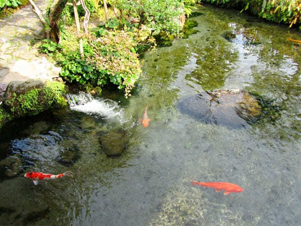 煌く湧水に癒される町 長崎島原で「湧水庭園四明荘」とその周辺を巡る