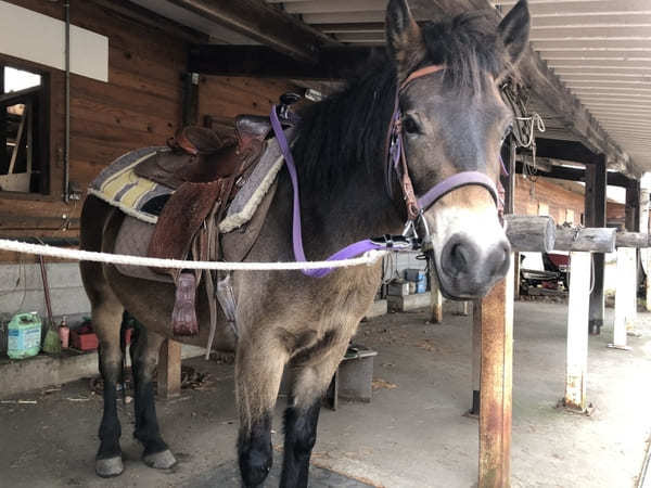 【木曽馬の里】愛らしい「木曽馬」に癒されよう（長野・開田高原）