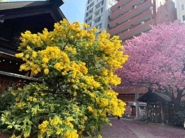 早春の都内で一番美しい神社？ミモザと早咲き桜が彩る蔵前神社へ【台東区】