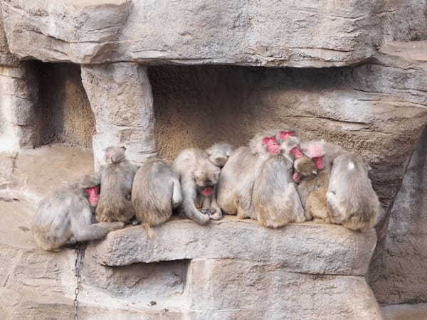 【愛媛】とべ動物園と四国最大級ジップラインで家族皆でマルっと楽しもう！1.jpg