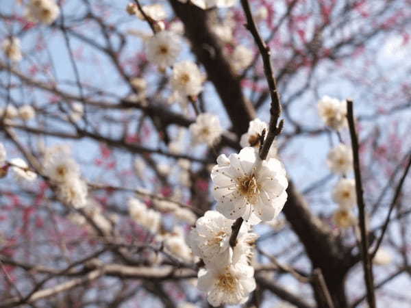 茨城・偕楽園の「水戸の梅まつり」で春の足音を先取りしよう！1.jpg