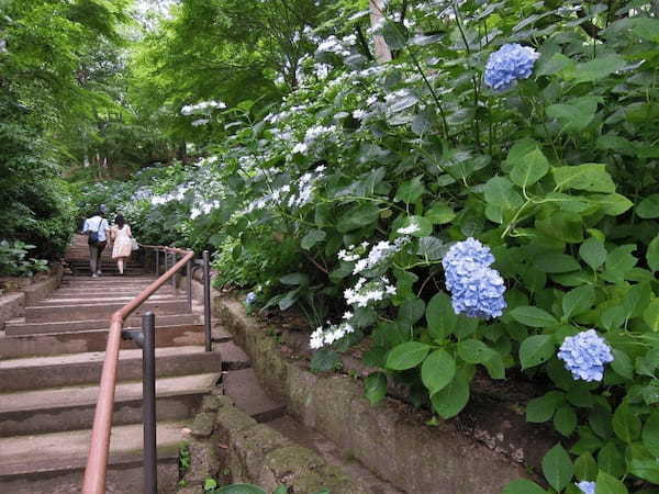 【兵庫】あじさいやラベンダーも！初夏の神戸布引ハーブ園を訪ねよう1.jpg