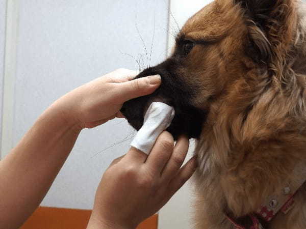 愛犬のデンタルケアレッスン