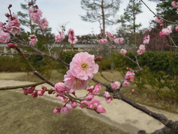 【京都】いちご狩りやお花見も！精華町・井手町で春を感じよう