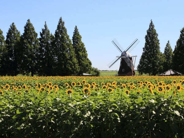 全国のおすすめ花畑85選！一面に絶景が広がる花の名所ガイド