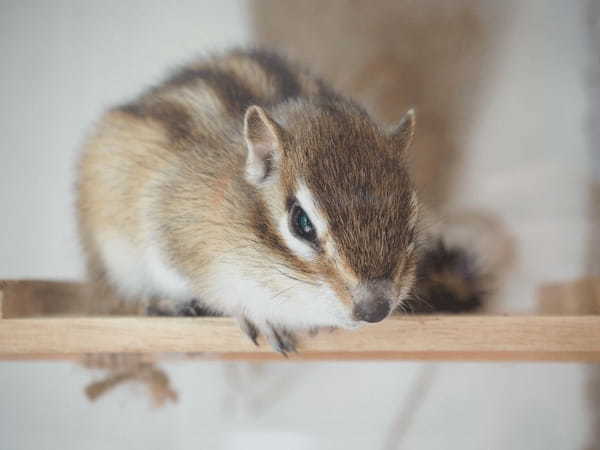 もふもふシマリスが私の手に乗って感動…！シマリスカフェで最高に癒やされる