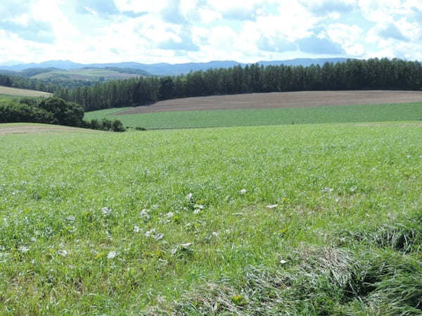 絶景が広がる 北海道 / 美瑛の丘めぐり！