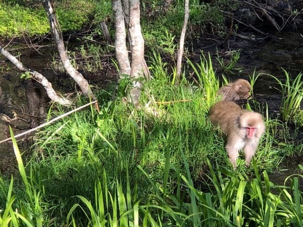 【長野】早朝の上高地を独り占め！上高地キャンプのススメ