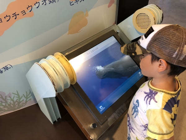 【沖縄美ら海水族館】のチケットは買わなくてOK！イルカショーはなぜ無料？