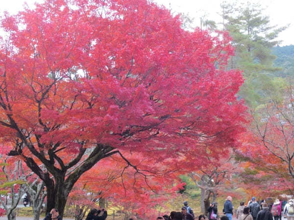 【京都】圧巻の「南禅寺」の紅葉と静寂の庭「無鄰菴」