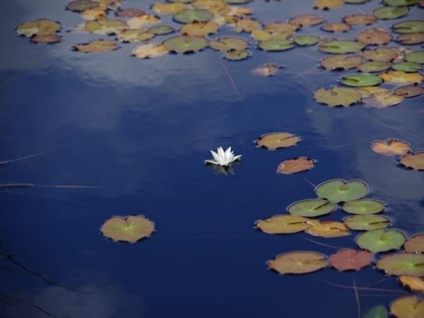 【群馬県】美しい尾瀬の湿原とイチオシのお土産・スイーツ