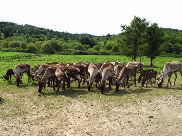 北海道のおすすめ動物園13選！動物に会える人気スポット特集