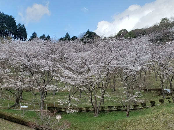 戦国武将ゆかりの地【岐阜県可児市】で歴史と花のスポット巡り！