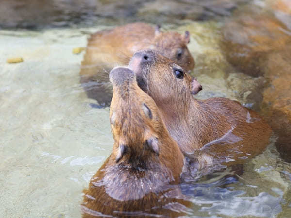 那須どうぶつ王国に殺生石も！那須の人気名所をめぐる1泊2日観光モデルコース