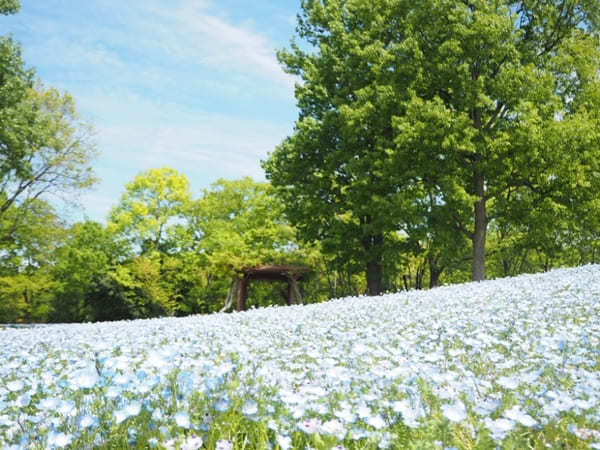 【香川】春らんまん♪讃岐まんのう公園で一面に咲く春の花を楽しもう！