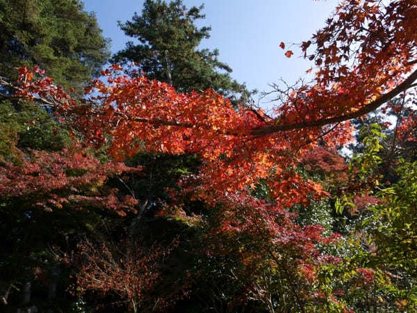 【奈良】紅葉が美しい長岳寺と周辺を散策！ランチのお店も紹介