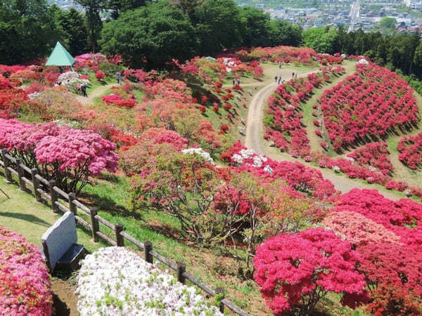 全国のおすすめ花畑85選！一面に絶景が広がる花の名所ガイド