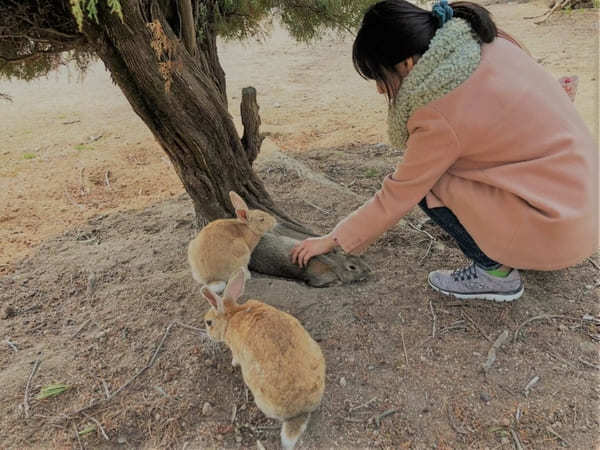 広島・大久野島：世界で唯一！？ウサギ700羽に触り放題～アクセス＆事前注意点～