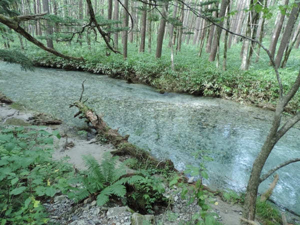 【上高地】美しい自然を大満喫！「かっぱ橋」から「明神池」を散策！