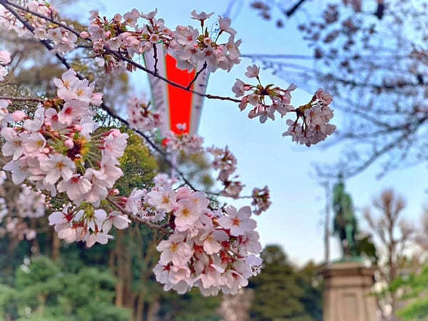 東京23区内の桜の名所！絶対に外さないお花見スポット7選