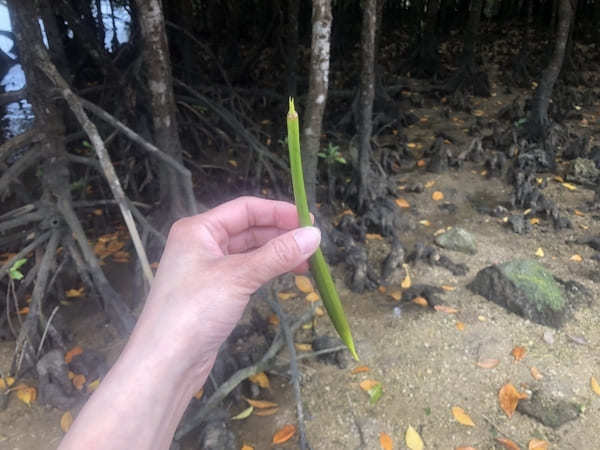  【やまんぐぅ〜】のカヤックツアーで「宮良川のヒルギ林」を冒険！（石垣島）