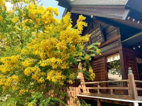 早春の都内で一番美しい神社？ミモザと早咲き桜が彩る蔵前神社へ【台東区】