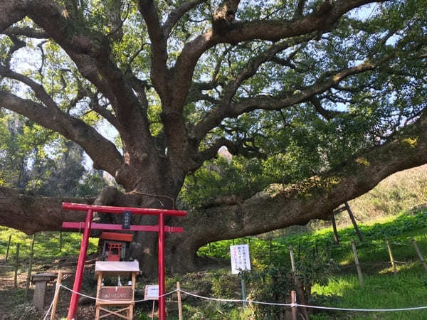 【香川】絶景と圧巻の巨樹！樹齢1,200年の大楠に会いに志々島へ！