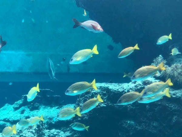 沖縄美ら海水族館だけじゃない！海洋博公園5つの見どころ徹底ガイド