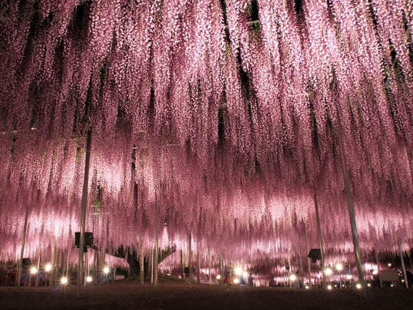 全国のおすすめ花畑85選！一面に絶景が広がる花の名所ガイド