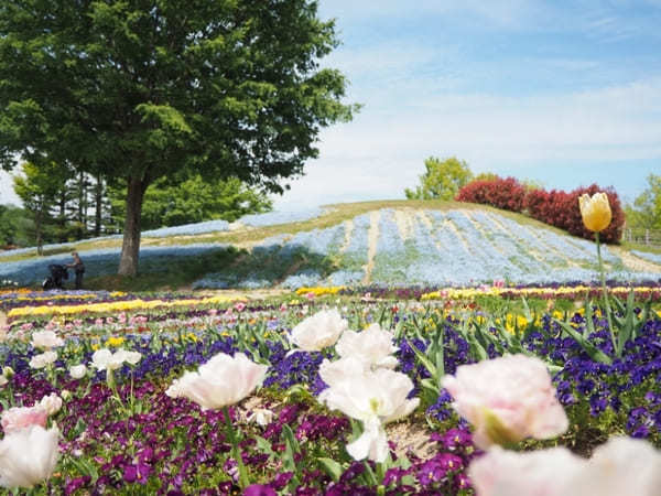 【香川】春らんまん♪讃岐まんのう公園で一面に咲く春の花を楽しもう！