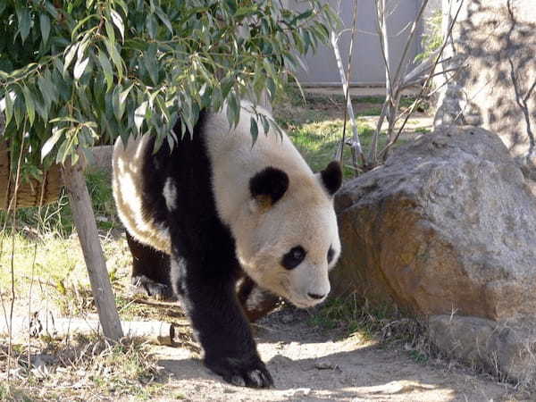 【2021年版】全国の人気動物園TOP19！みんなが行った動物園ランキング1.jpg