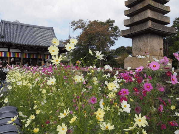 【奈良】コスモスが埋め尽くす古刹「般若寺」1.jpg