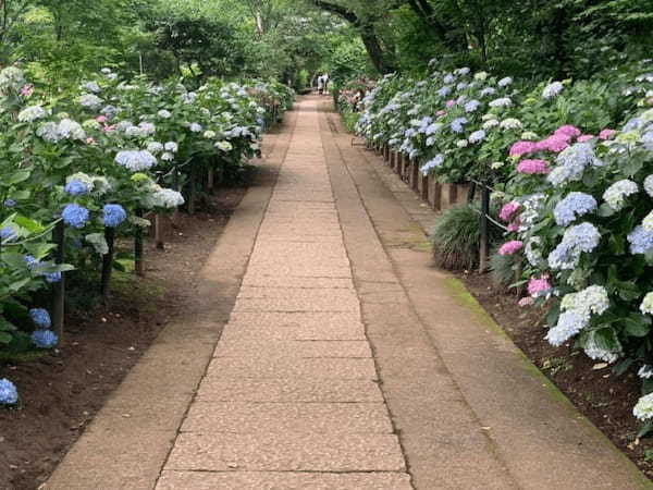 5万本の紫陽花と6千本の花菖蒲！千葉県のあじさい寺【本土寺】へ行こう1.jpg