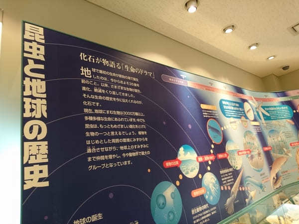 日本初の昆虫化石博物館【兵庫県】おもしろ昆虫化石館の見どころ紹介