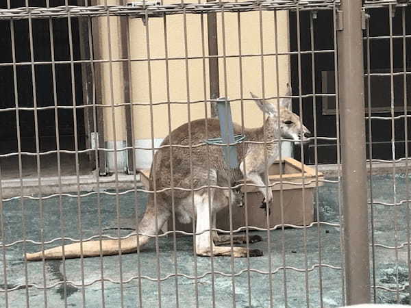 【都内近郊】無料の子供遊び場！動物とも触れ合える「浦安市交通公園」がおすすめ1.jpg