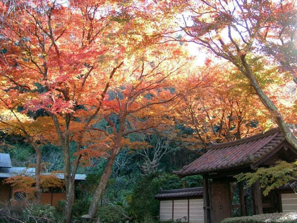 鎌倉でおすすめの紅葉の名所9選！紅葉を楽しむならココ