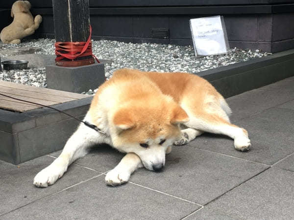 みちのくの小京都、角館・乳頭温泉へ癒し旅のすすめ