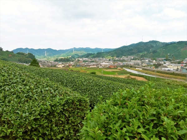 【京都】美しい茶畑が広がる和束町の「和束茶カフェ」に立ち寄ろう