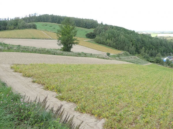 絶景が広がる 北海道 / 美瑛の丘めぐり！