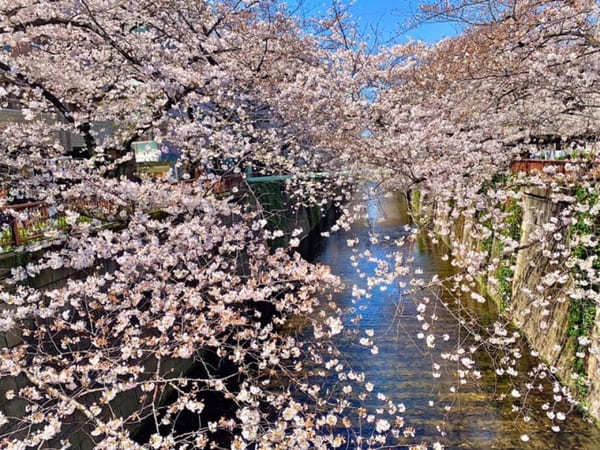 東京23区内の桜の名所！絶対に外さないお花見スポット7選