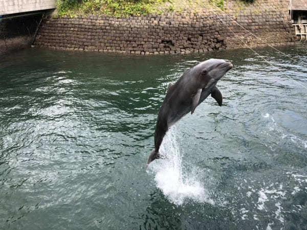 九州の人気水族館TOP8！旅行好きが行っている水族館ランキング