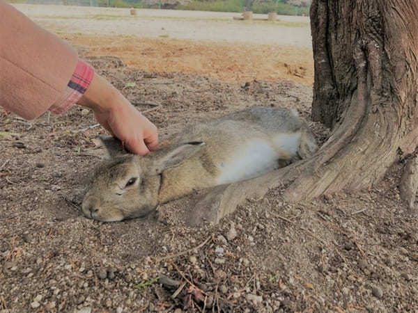 広島・大久野島：世界で唯一！？ウサギ700羽に触り放題～アクセス＆事前注意点～