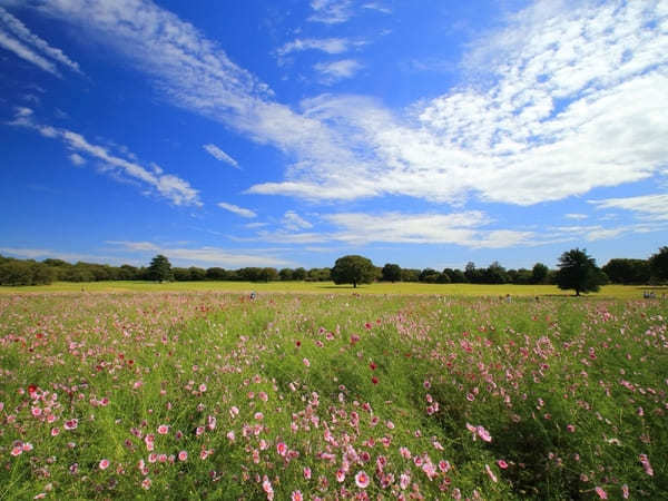 【関東】秋のおすすめ花畑12選！9月・10月・11月に見頃を迎える花の名所ガイド