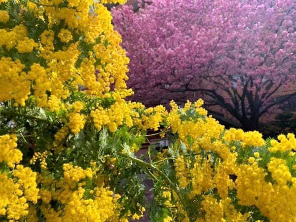 早春の都内で一番美しい神社？ミモザと早咲き桜が彩る蔵前神社へ【台東区】