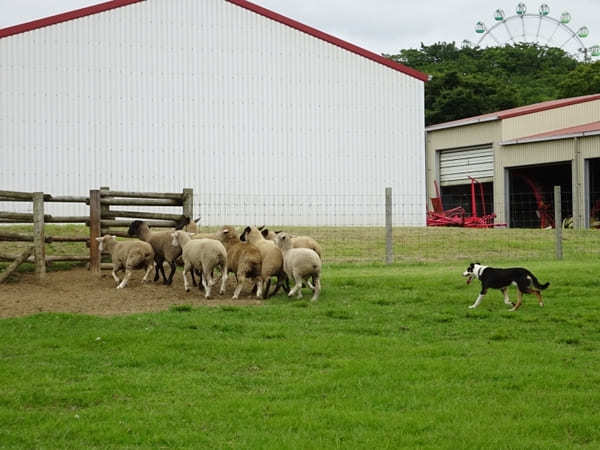 大人も子どもも楽しめる！壮大なスケールを体感できるマザー牧場