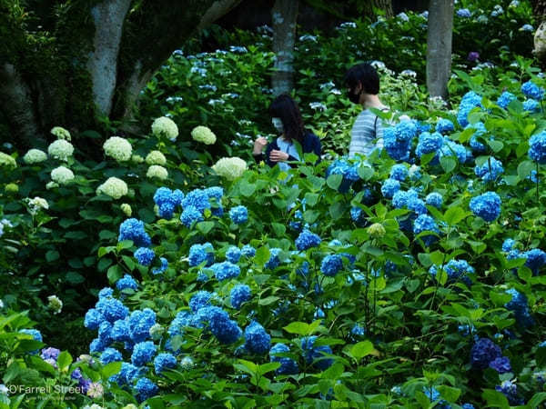 日本庭園と紫陽花が魅力！保和苑の見どころ【茨城】