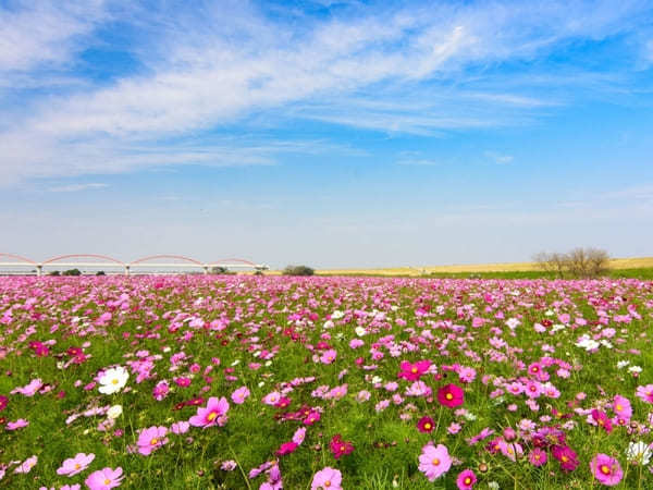 全国のおすすめ花畑85選！一面に絶景が広がる花の名所ガイド