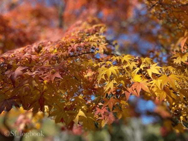 【京都】格別の紅葉！世界遺産・天龍寺の魅力をご紹介！1.jpg