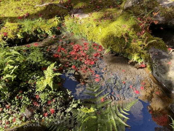 【京都】格別の紅葉！世界遺産・天龍寺の魅力をご紹介！1.jpg