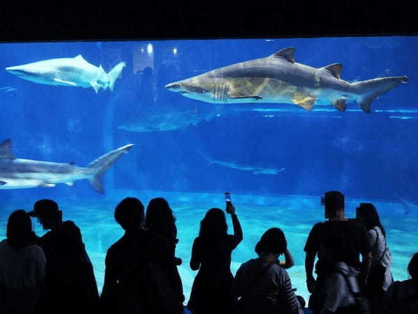 関東の人気水族館TOP17！みんなが行っている水族館ランキング1.jpg